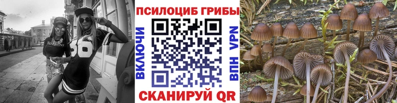 Купить Бабаево Галлюциногенные грибы MAGIC MUSHROOMS